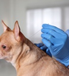 משככי כאבים - תמונת המחשה